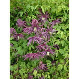 Clematis Ocotpus - Klemátisz