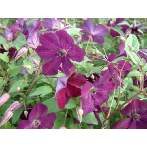 Clematis Royal Velours - Klemátisz