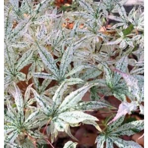 Acer palmatum Ukigumo - Japán juhar (p15)