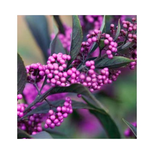 Callicarpa bodinieri Pearl Glam - Bordó levelű lilabogyó