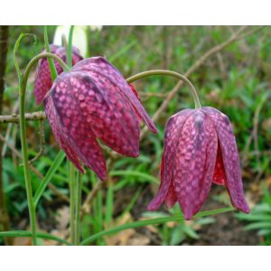 Fritillaria meleagris - Kockásliliom