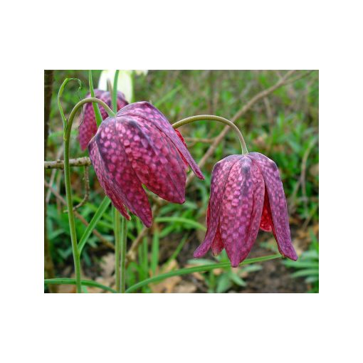 Fritillaria meleagris - Kockásliliom