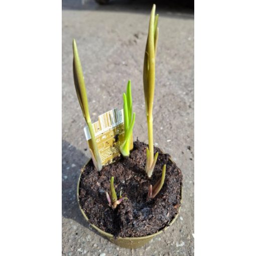 Fritillaria meleagris - Kockásliliom