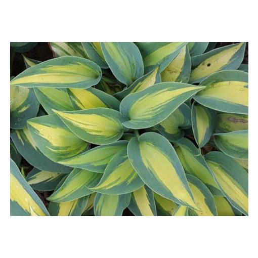 Hosta Catherine - Árnyékliliom