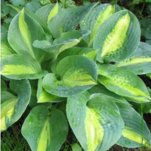 Hosta Chain Lightning - Árnyékliliom