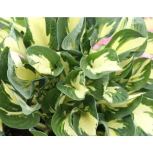 Hosta Colored Hulk - Árnyékliliom