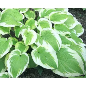 Hosta Delta Dawn - Árnyékliliom