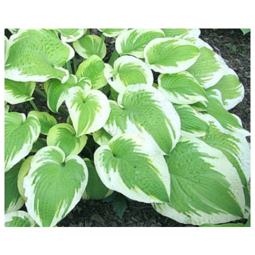 Hosta Delta Dawn - Árnyékliliom