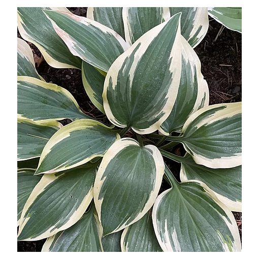 Hosta Bobcat - Árnyékliliom