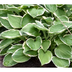 Hosta Francee - Árnyékliliom