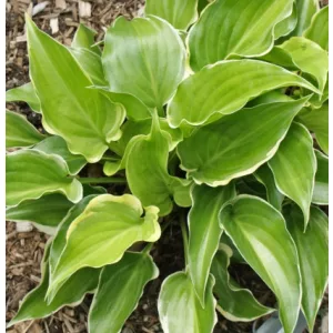 Hosta Sugar and Spice - Árnyékliliom