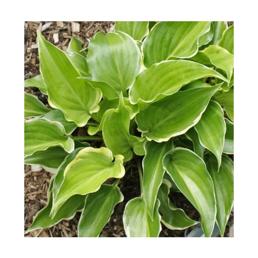 Hosta Sugar and Spice - Árnyékliliom