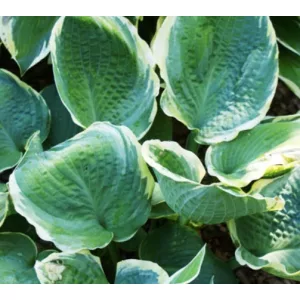 Hosta Pizzazz - Árnyékliliom