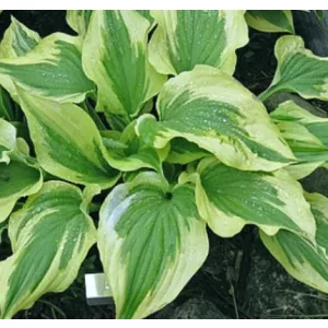 Hosta Silk Road - Árnyékliliom