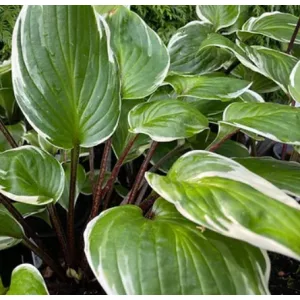 Hosta Sorbet - Árnyékliliom