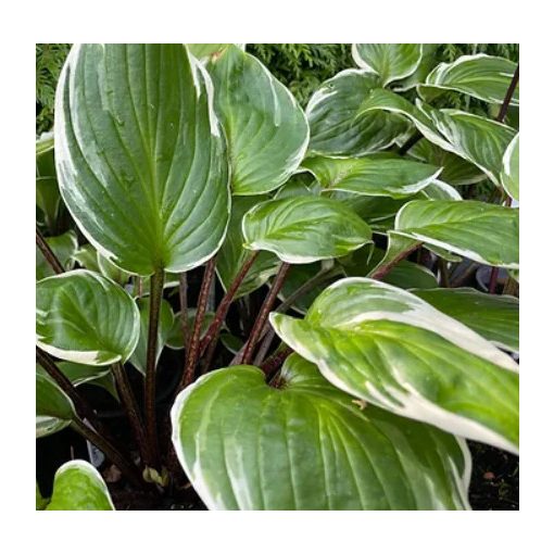 Hosta Sorbet - Árnyékliliom