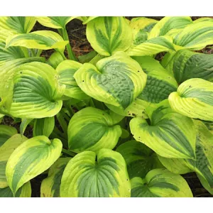 Hosta Summer Lovin - Árnyékliliom