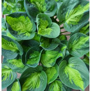 Hosta Sunset Grooves - Árnyékliliom