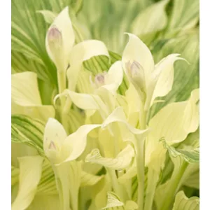 Hosta White Feather - Árnyékliliom