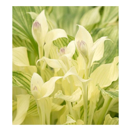 Hosta White Feather - Árnyékliliom