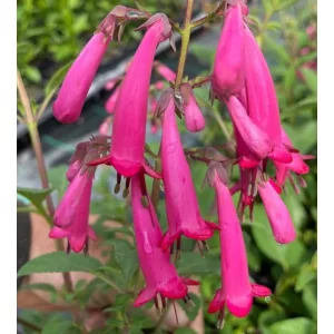 Phygelius rectus Candy Drops Rose - Folyóharang