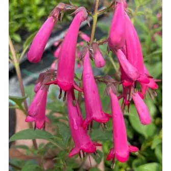 Folyóharang (Phygelius)