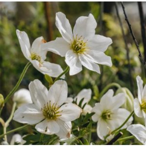 Clematis cart. Avalanche 