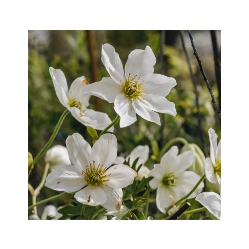 Clematis cart. Avalanche