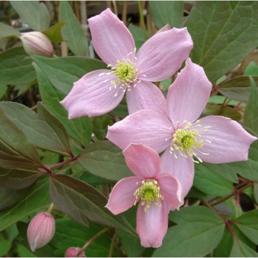 Clematis Fragrant Spring