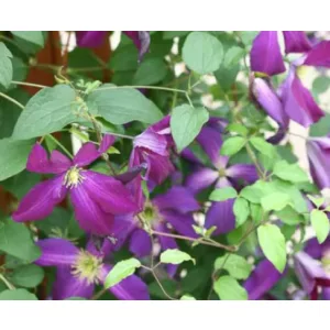 Clematis Jack Purpurea