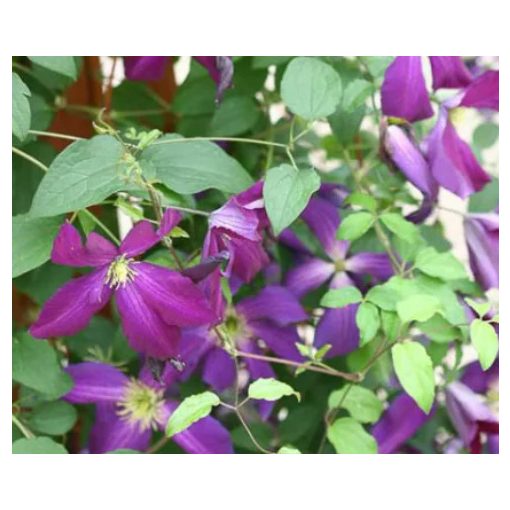 Clematis Jack Purpurea