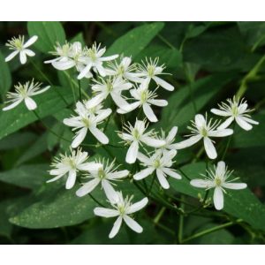 Clematis recta