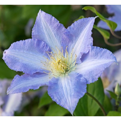 Clematis SPOTLIGHT