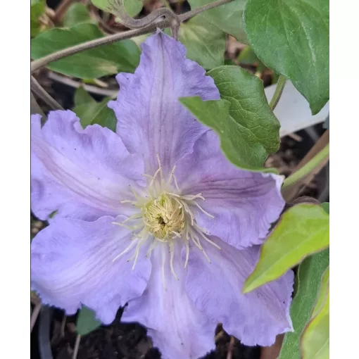Clematis SPOTLIGHT