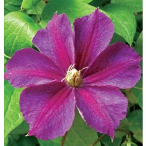Clematis Star of India