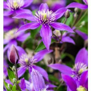 Clematis STELLA BELLA