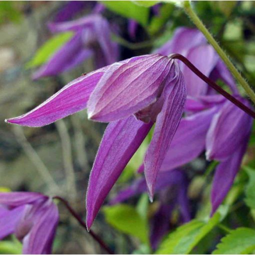 Clematis Tage Lundell