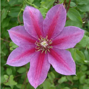 Clematis TEMPTATION