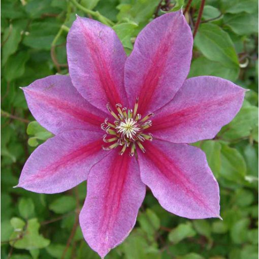 Clematis TEMPTATION