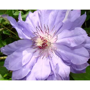 Clematis Teshio