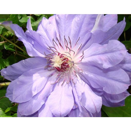 Clematis Teshio 