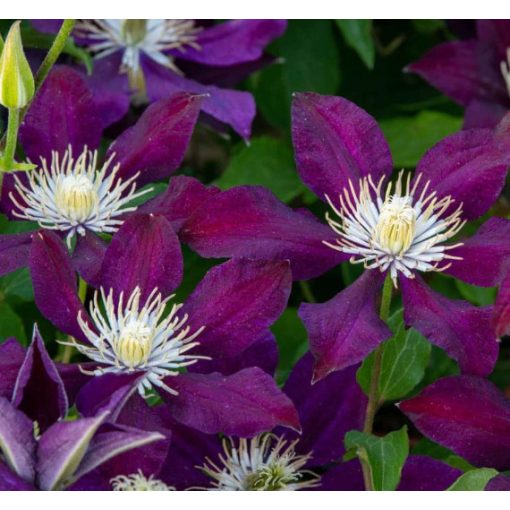 Clematis The Vagabond