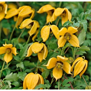 Clematis tibetana tangutica