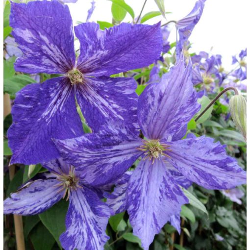 Clematis Tie Dye