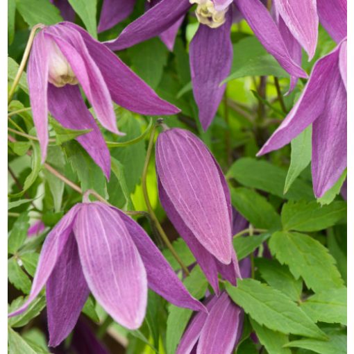 Clematis Violet Purple