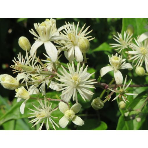 Clematis vitalba