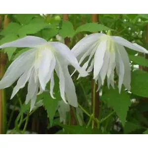 Clematis White Lady
