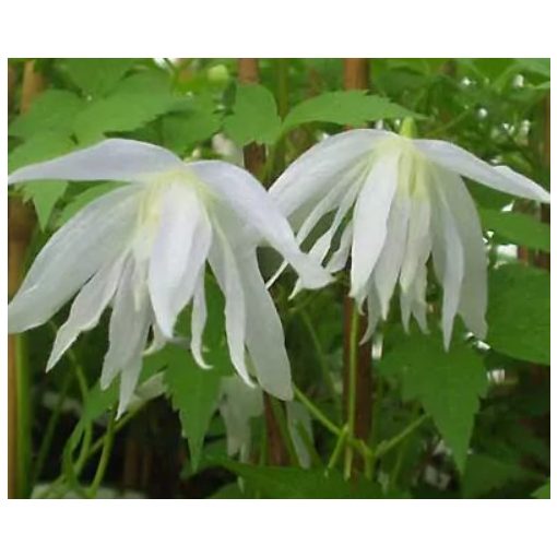 Clematis White Lady