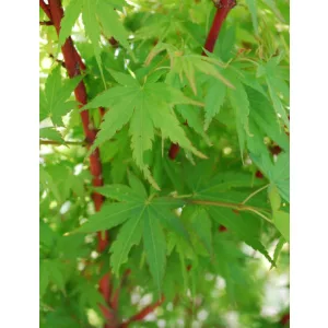 Acer palmatum Sangokaku (p10) - Japán juhar