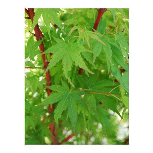 Acer palmatum Sangokaku (p10) - Japán juhar